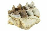 Oreodont (Merycoidodon) Jaw Section - South Dakota #268789-1